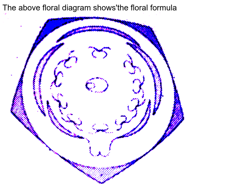 The above floral diagram shows'the floral formula Which family does it belong to?