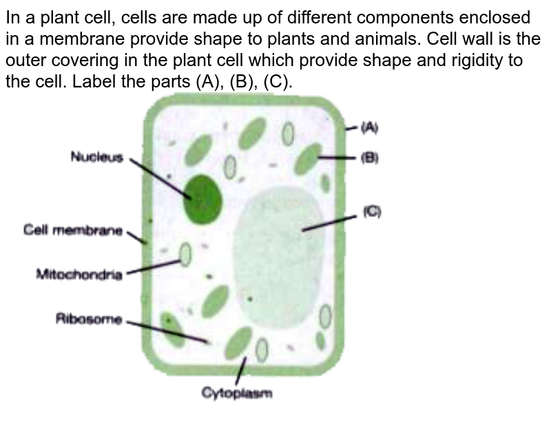 In a plant cell, cells are made up of different components enclosed in a membrane provide shape to plants and animals. Cell wall is the outer covering in the plant cell which provide shape and rigidity to the cell. Label the parts (A), (B), (C).