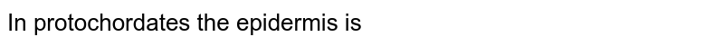 In protochordates the epidermis is