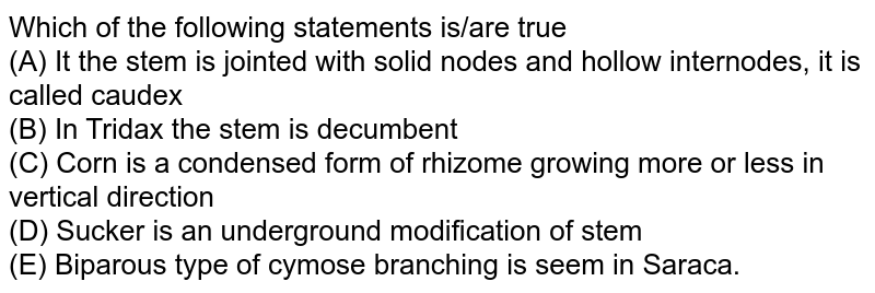 Which of the following statements is/are true (A) It the stem is jointed with solid nodes and hollow internodes, it is called caudex (B) In Tridax the stem is decumbent (C) Corn is a condensed form of rhizome growing more or less in vertical direction (D) Sucker is an underground modification of stem (E) Biparous type of cymose branching is seem in Saraca.