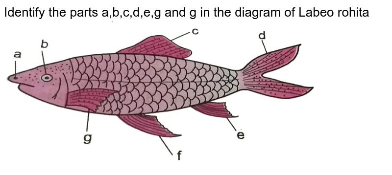 Identify the parts a,b,c,d,e,g and g in the diagram of Labeo rohita
