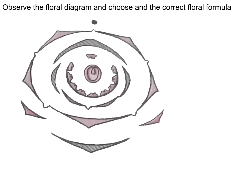 Which of the following is the correct floral formula for the floral diagram given below ?