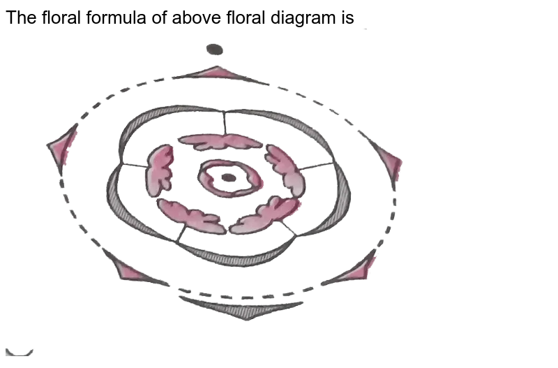 The floral formula of the given floral diagram is