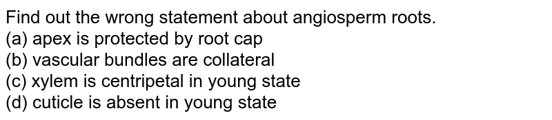 Find out the wrong statement about angiosperm roots. (a) apex is protected by root cap (b) vascular bundles are collateral (c) xylem is centripetal in young state (d) cuticle is absent in young state