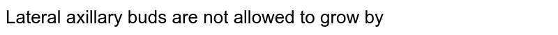 Lateral axillary buds are not allowed to grow by