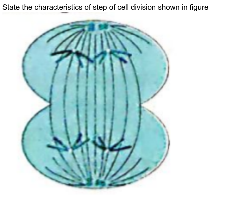 State the characteristics of step of cell division shown in figure