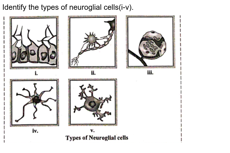 types of neuroglial cells