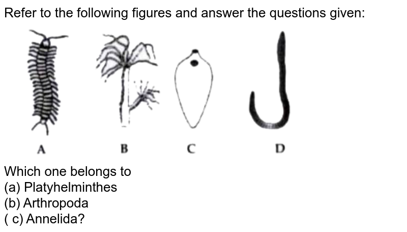 Refer to the following figures and answer the questions given: Which one belongs to (a) Platyhelminthes (b) Arthropoda ( c) Annelida?
