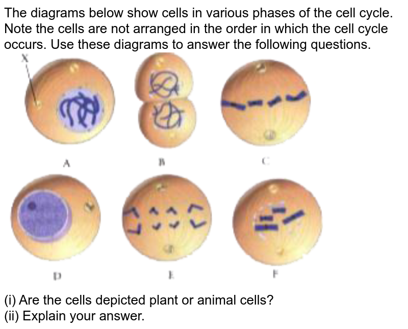 The diagrams below show cells in various phases of the cell cycle. Note the  cells are not arranged in the order in which the cell cycle occurs. Use  these diagrams to answer