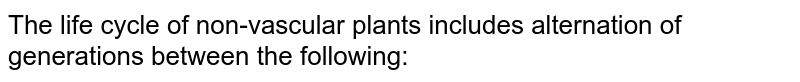The life cycle of non-vascular plants includes alternation of generations between the following: