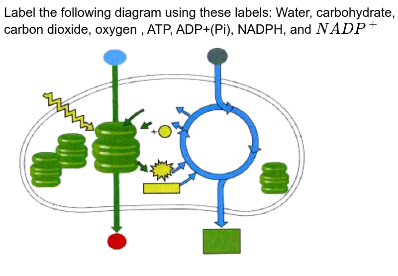 Label the following diagram using these labels: Water, carbohydrate, carbon dioxide, oxygen , ATP, ADP+(Pi), NADPH, and NADP^+