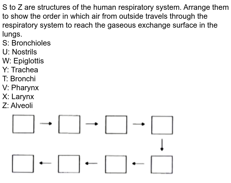 Arrange the following organs in the correct order to show the path