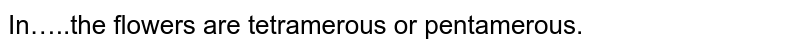 In…..the flowers are tetramerous or pentamerous.