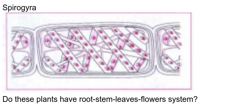 Spirogyra Do these plants have root-stem-leaves-flowers system?