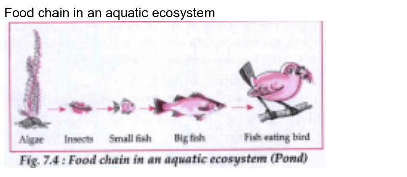 write-an-aquatic-food-chain