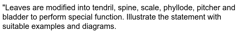 "Leaves are modified into tendril, spine, scale, phyllode, pitcher and bladder to perform special function. Illustrate the statement with suitable examples and diagrams.