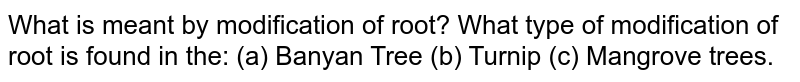 What is meant by modification of root? What type of modification of root is found in the: (a) Banyan Tree (b) Turnip (c) Mangrove trees.
