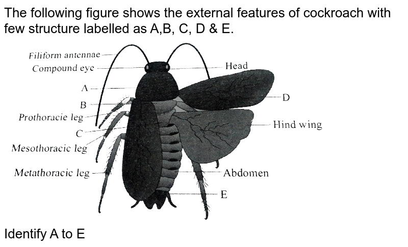 the-given-figure-shows-open-circulatory-system-of-cockroach-with