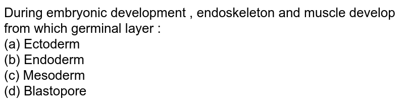 During embryonic development , endoskeleton and muscle develop from which germinal layer : (a) Ectoderm (b) Endoderm (c) Mesoderm (d) Blastopore