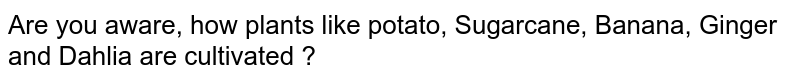In potato, sugarcane, banana ginger and dahlia, the new plantlets invariably arise from.
