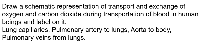Draw a schematic representation of transport and exchange of oxygen and carbon dioxide during transportation of blood in human beings and label on it: Lung capillaries, Pulmonary artery to lungs, Aorta to body, Pulmonary veins from lungs.