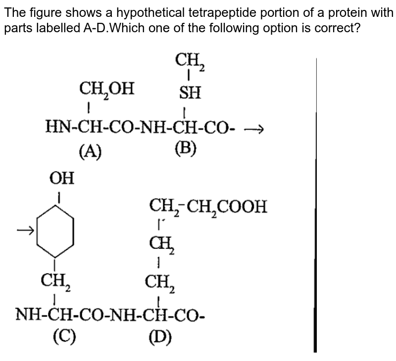 The figure shows a hypothetical tetrapeptide portion of a protein with parts labelled A-D.Which one of the following option is correct?