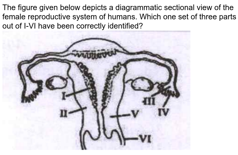 The Figure Given Below Depicts A Diagrammatic Sectional View Of Th