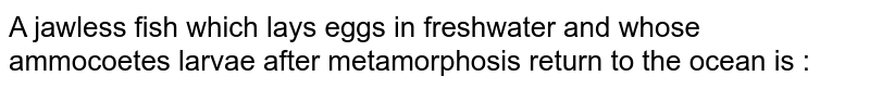 A jawless fish which lays eggs in freshwater and whose ammocoetes larvae after metamorphosis return to the ocean is :
