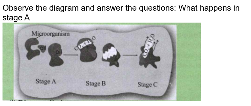Observe the diagram and answer the questions: What happens in stage A