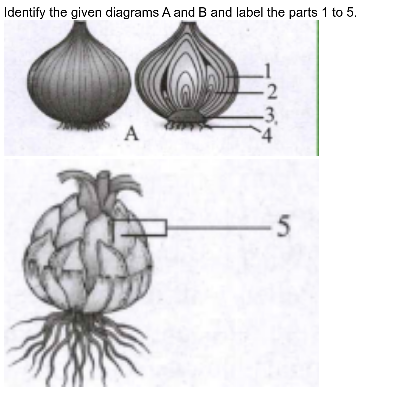 Identify The Given Diagrams. Name The Parts 1 To 5