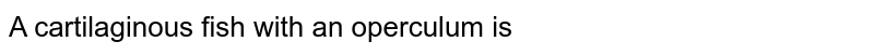 A cartilaginous fish with an operculum is