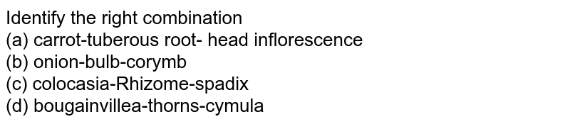 Identify the right combination (a) carrot-tuberous root- head inflorescence (b) onion-bulb-corymb (c) colocasia-Rhizome-spadix (d) bougainvillea-thorns-cymula