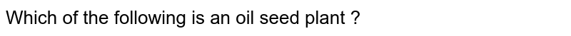 Which of the following is an oil seed plant ?