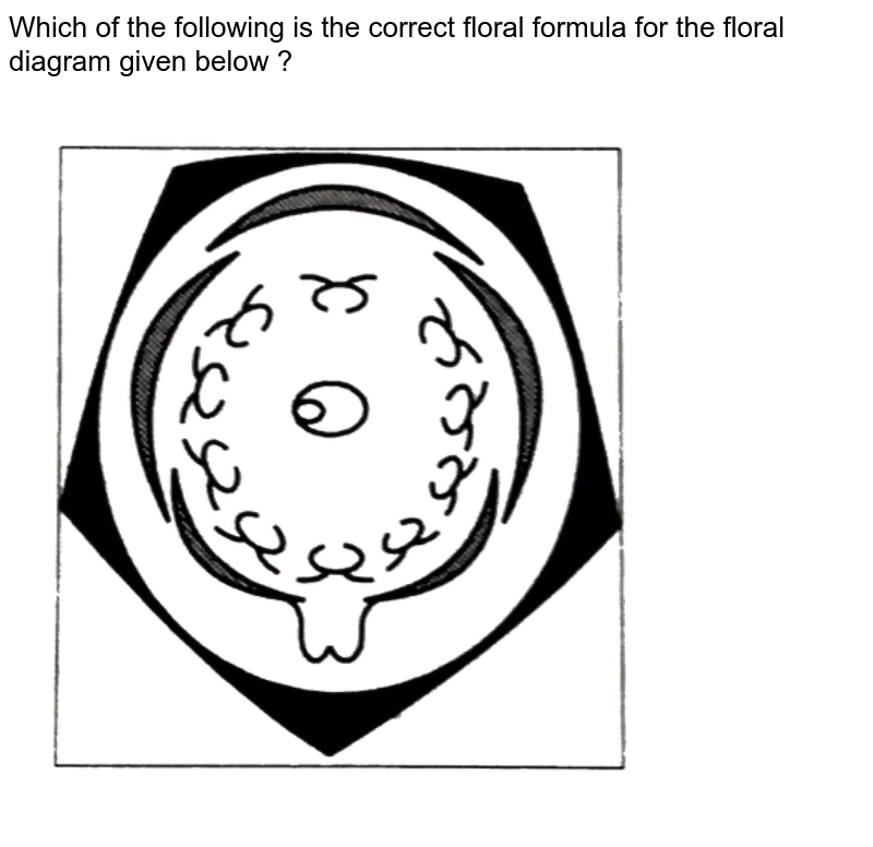 Which of the following is the correct floral formula for the floral diagram given below ?