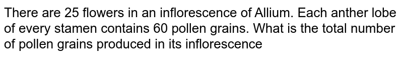 There are 25 flowers in an inflorescence of Allium. Each anther lobe of every stamen contains 60 pollen grains. What is the total number of pollen grains produced in its inflorescence
