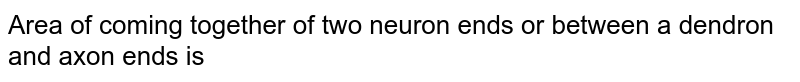 Area  of coming  together of two neuron ends or between a dendron and axon ends is 