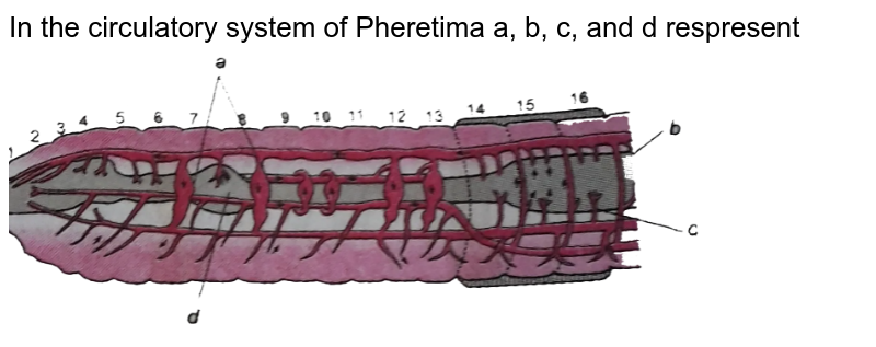 In the circulatory system of Pheretima a, b, c, and d respresent