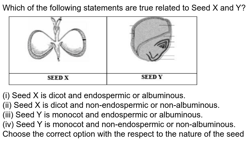 Which of the following statements are true related to Seed X and Y? (i) Seed X is dicot and endospermic or albuminous. (ii) Seed X is dicot and non-endospermic or non-albuminous. (iii) Seed Y is monocot and endospermic or albuminous. (iv) Seed Y is monocot and non-endospermic or non-albuminous. Choose the correct option with the respect to the nature of the seed