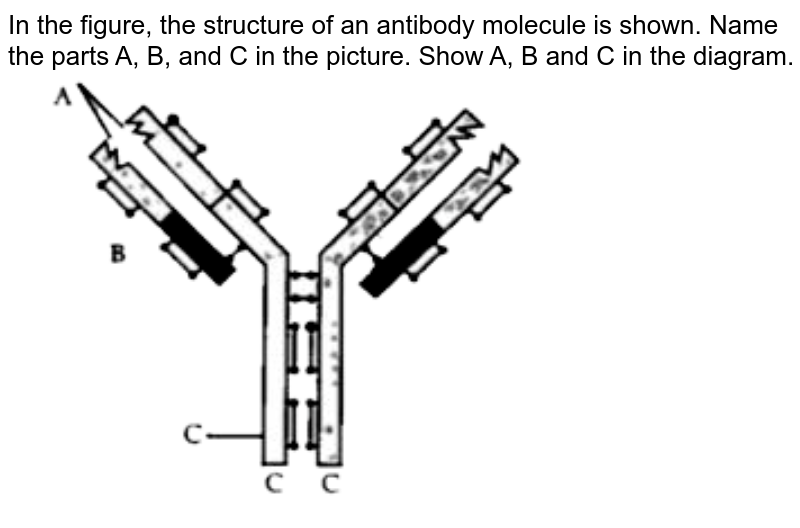 The Figure Given Below Represents A Molecule Present In The Body O