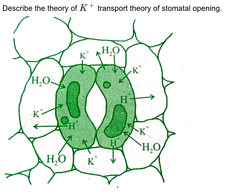 Describe the theory of `K^(+)` transport theory of stomatal opening.<br> <img src="https://doubtnut-static.s.llnwi.net/static/physics_images/PRE_NSK_BIO_BOT_XI_V02_C11_E02_088_Q01.png" width="80%">