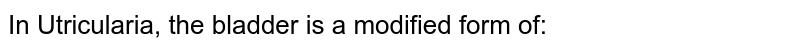 In Utricularia, the bladder is a modified form of: