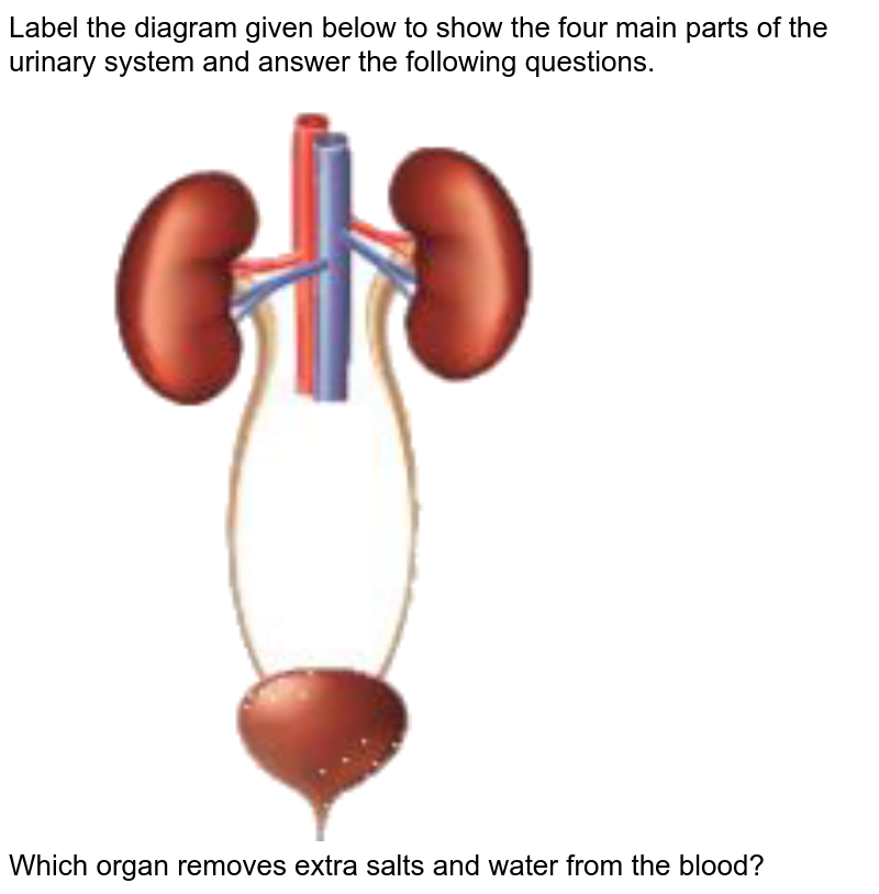 urinary system without labels