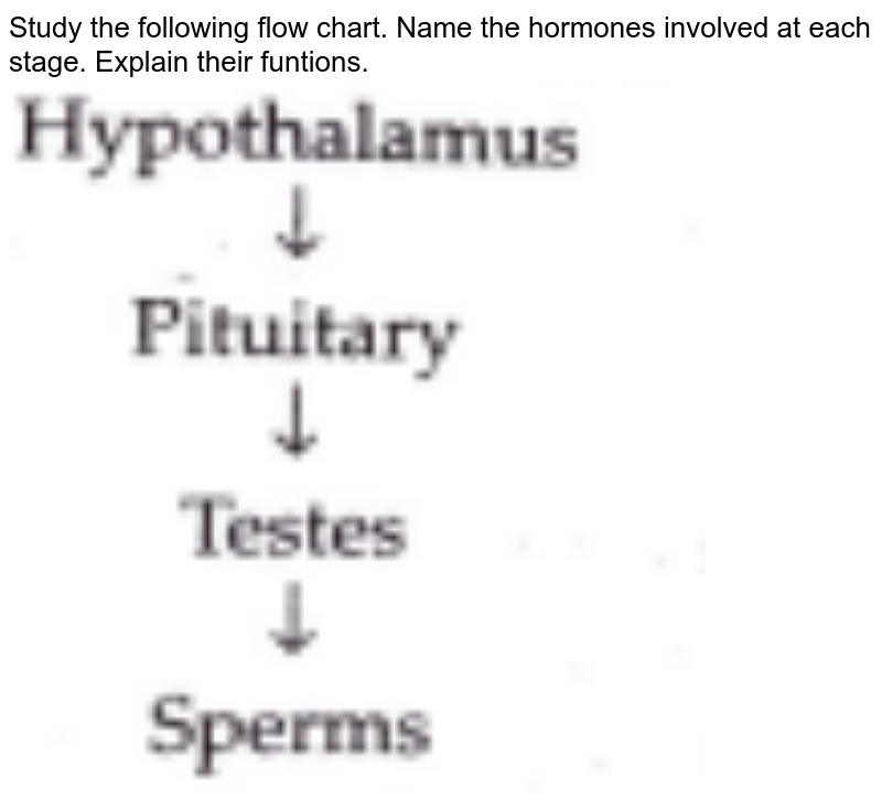 Study the following flow chart. Name the hormones involved at each