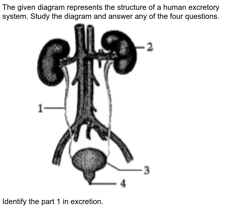 The given diagram represents the structure of a human excretory system. Study the diagram and answer any of the four questions. <br> <img src="https://doubtnut-static.s.llnwi.net/static/physics_images/OSW_CBSE_MCQ_SCI_X_C06_E03_021_Q01.png" width="80%"> <br> Identify the part 1 in excretion.
