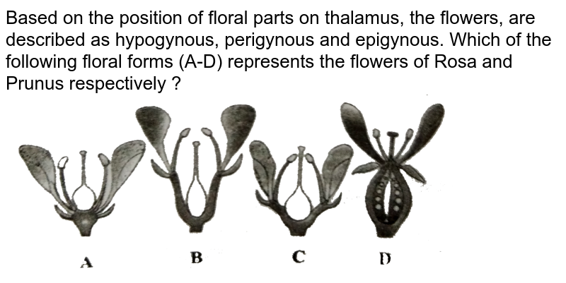 Based on the position of floral parts on thalamus, the flowers, are described as hypogynous, perigynous and epigynous. Which of the following floral forms (A-D) represents the flowers of Rosa and Prunus respectively ?