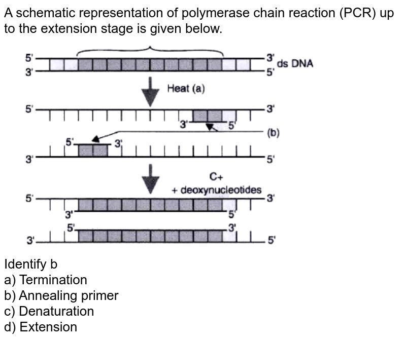 PCR (Polymerase Chain Reaction) extension on Make a GIF