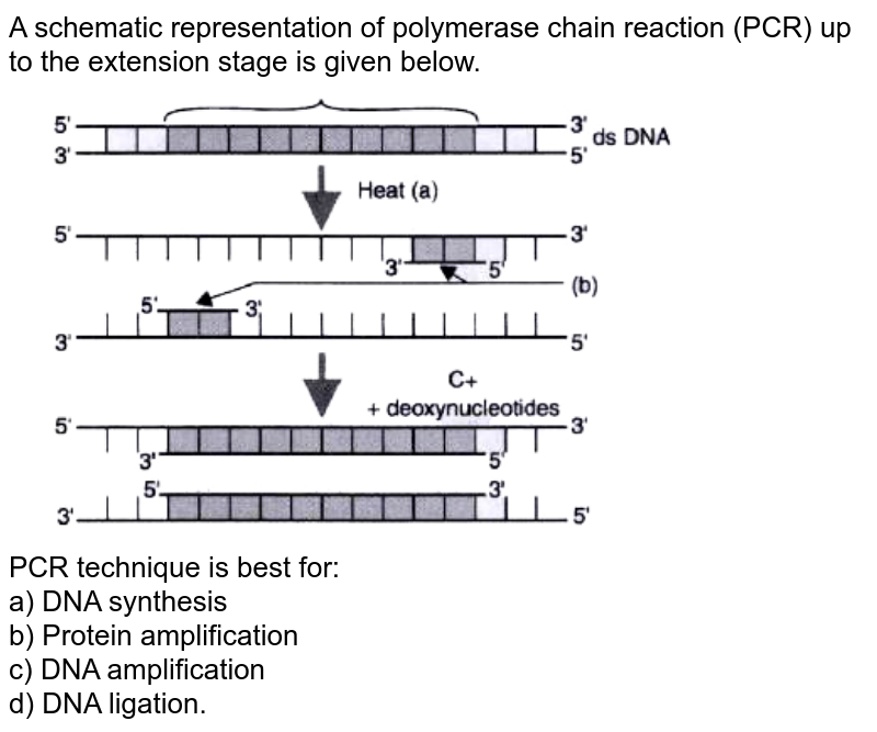 A schematic representation of polymerase chain reaction PCR upto e
