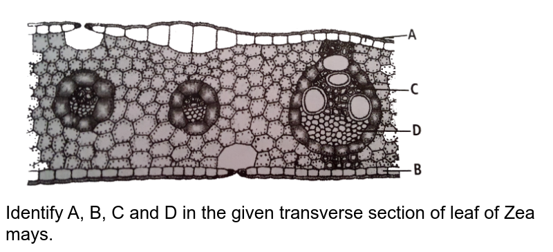 Identify A, B, C and D in the given transverse section of leaf of Zea mays.