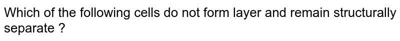 Which of the following cells do not form layer and remain structurally separate ?