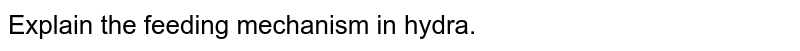 Explain the feeding mechanism in hydra.